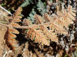 Image result for Cheilanthes eckloniana