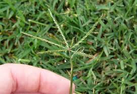 Bermuda grass weed in lawns and flower beds can be very difficult to control since it grows really fast and takes over the lawn. Bermudagrass Nc State Extension Publications