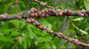 Image result for puklice švestková obrázek