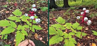 Image result for Blumea adamsii