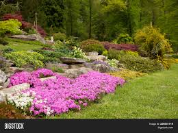 Browse our selection of dwarf shrubs, small bushes, and decorative shrubbery for great ideas and low prices. Flowering Rock Garden Image Photo Free Trial Bigstock