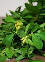 Fenugreek seeds have proteins and nicotinic acid that are vital for hair growth. Methi Leaves Fenugreek Leaves Shanbalileh A Persian And Indian Herb