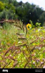 Image result for Echinochloa pyramidalis