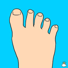 Pada tetrapoda, ibu jari kaki atau hallux adalah jari kaki terdalam (medial). Tes Kepribadian Dari Bentuk Jari Kaki Gampang Banget Ini Caranya