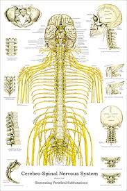 spinal nerves and vertebral subluxations poster 24 x 36 chiropractic wall chart ebay