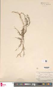 Image result for Mayacaceae