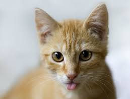 I'm assuming that this question is regarding cats that just sit there with their tongue sticking out for no apparent reason, not cats that are sick and need to see the vet which is something entirely different. My Cat Sticking Out His Tongue Imgur
