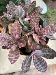 Image result for Kalanchoe humilis