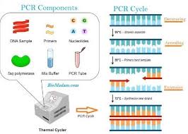 Pcr Components Molecular Biology Biology Dna Technology