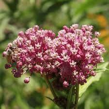 Check spelling or type a new query. Swamp Milkweed Seeds Milkweed Seed For Sale