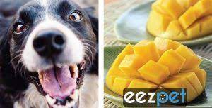 Can Dogs Eat Mangoes Nutritional Benefits Harmful Effects Of Mango Can Dogs Eat Dog Eating Can Dogs Eat Strawberries