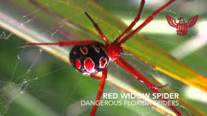 Spider Identification In Florida