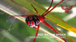 spider identification in florida