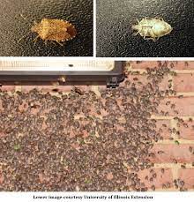 Although they prefer wild plants, stink bugs will eat more than 100 different varieties of vegetation. How To Get Rid Of Those Pesky Brown Marmorated Stink Bugs In Your House Home Gardening Blog