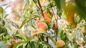 Peach tree flowers but no fruit. How To Grow Peach Trees