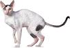 Cornish Rex Kittens for Sale, Yarn Ball Cattery, Cornish ...