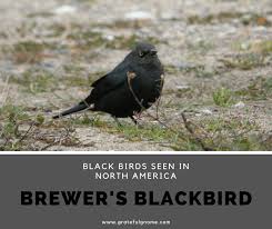 Black Bird With White Tail Tip Pin On Birds B