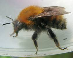 Image result for Bombus humilis