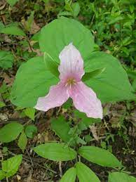 Discover (and save!) your own pins on pinterest Large White Trillium Trillium Grandiflorum Inaturalist Nz