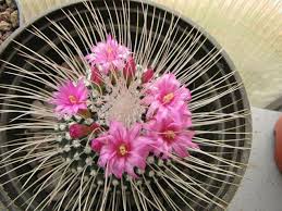 Cuando se realizan todos los cuidados pertinentes es capaz de florecer con una enorme flor en color rosa. Cactus Consejos De Florecimiento Plantas