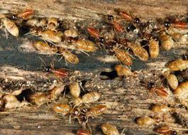 Bed bug exterminators cockraoch, mouse exterminators, rats , ants during difficult times, affordy pest control is committed and ready to help provide affordable pest control services as an essential service provider in our community. Yarbrough S Termite Pest Control Spiders New Albany Ms