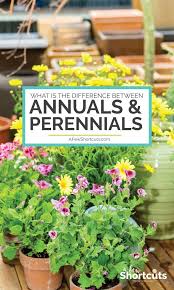 What S The Difference Between Annuals And Perennials Perennials Annual Garden Annual Plants