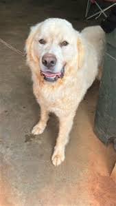 Coweta County Animal Services 91 Selt Road Newnan, GA 30263  www.coweta.ga.us/government/departments-a-e/animal-control Phone Number:  (770) 254-3735 💗Dutchess 💗ID #A048730 💗Female