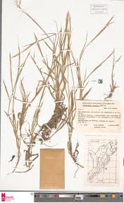 Image result for Paratheria