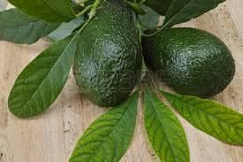 Health Benefits Of Avocado Leaves Avocado Health Benefits Avocado Leaves Avocado