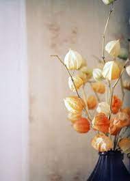 Maybe you would like to learn more about one of these? Dried Japanese Lantern Plant Beautiful Flowers Chinese Lanterns Plant Flowers