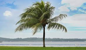 Pasir ris hotels and map. Pasir Ris Park In Singapore
