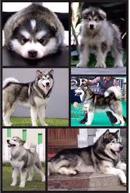 Find a alaskan malamute puppy from reputable breeders near you and nationwide. Alaskan Malamute Puppies For Sale Uk Champion Pets Lovers