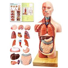 See more ideas about anatomy drawing, drawing tutorial, drawing reference. Buy Evotech 2021 Newest Human Body Model For Kids 15 Pcs Removable 11 Inch Human Torso Anatomy Model With Heart Head Skull Brain Skeleton Model Age 4 Preschool School Medical Education