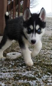 We did not find results for: Hazel A Curious Akc Siberian Husky Puppy For Sale In Indiana Husky Puppies For Sale Husky Puppy Siberian Husky Puppies