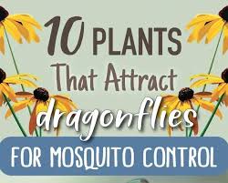Blooming plants also attract pollinators (like butterflies, beetles, wasps, moths and other small flying insects) that dragonflies. Compton Creek Mosquito Abatement District