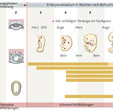 Spate Fehlgeburten Sind Haufiger Wenn Fotus Ein Junge Ist Welt