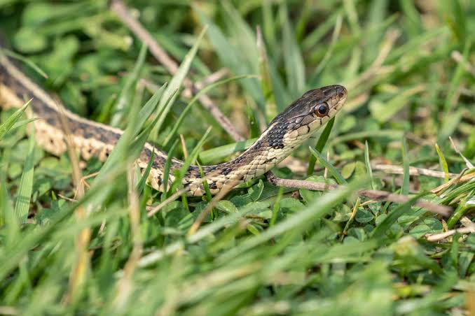 What To Do (And Not Do) If You Spot A Snake In Your Garden