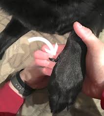 Set well back from the other claws the dew claw does not appear in the print. Dewclaw Removal In Dogs When Is It Necessary Vet Approved Advice