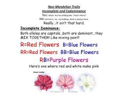 You can also add a bit of blue or yellow if you. R Red Flowers B Blue Flowers Rb Purple Flowers Ppt Video Online Download