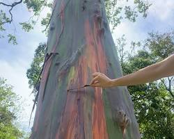 Image of Texas A&M University Rainbow Eucalyptus Tree