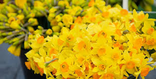 Click on your state or territory on the map to find further details on the services that are available in your area. Help Fund Life Saving Cancer Research This Daffodil Day Glam Adelaide