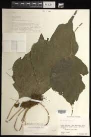 Image result for Antrophyum mannianum