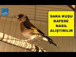 Saka Kusu Kafese Nasil Alisir Youtube