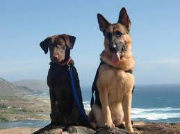 Purebred german shepherd puppies for sale! Pomeranian For Sale Near Me Hoobly Novocom Top