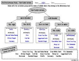 Animal Classification Vertebrate Dichotomous Key Activity In 2020 Animal Classification Dichotomous Key Vertebrates
