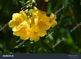 Image result for Handroanthus chrysotrichus