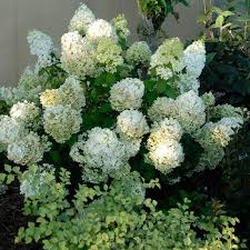 Image result for Basella paniculata