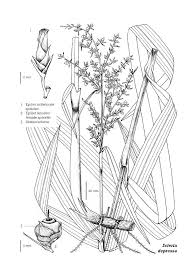 Image result for Scleria racemosa