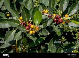 Image result for Ficus obliqua