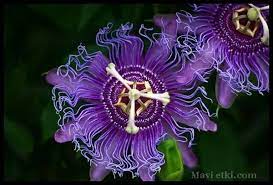 Carkifelek Cicegi Passiflora Incarnata Mavi Forum Mavi Eglence Purple Passion Flower Passion Flower Passiflora